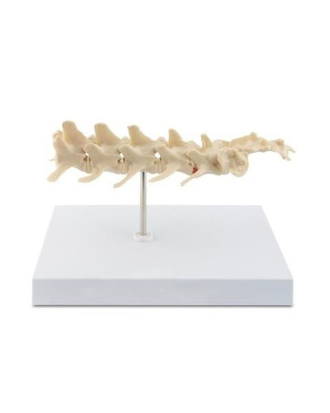 Model anatomický: stavce a kríž.kosť (pes)
