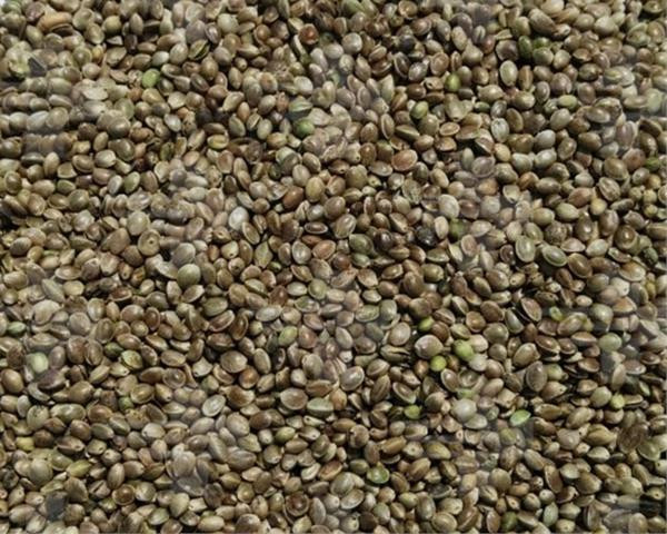 VL Holuby Semenec 20 kg