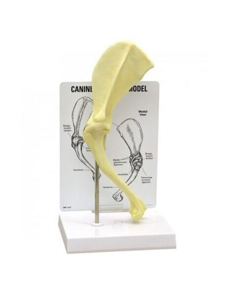 Model anatomický: rameno (pes)