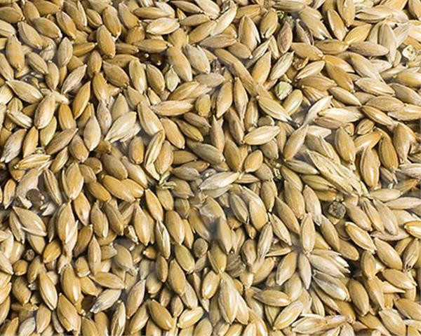 VL Holuby Lesknica kanárska 25 kg