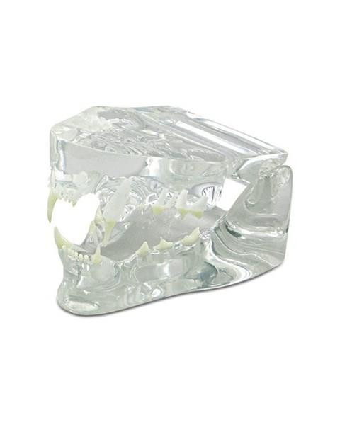 Model čeľuste - hlodavce, transparentný