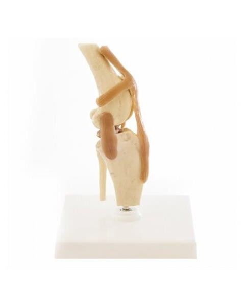 Model anatomický: koleno (pes)